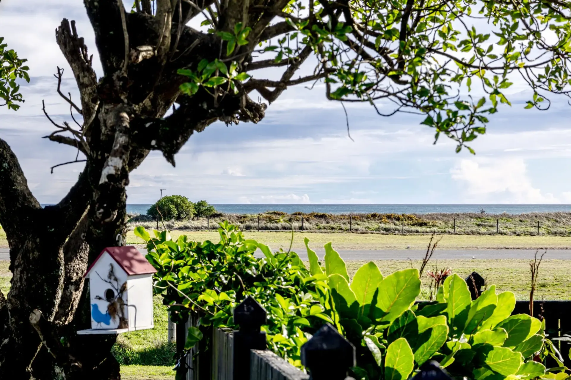 South Island coastal landscape